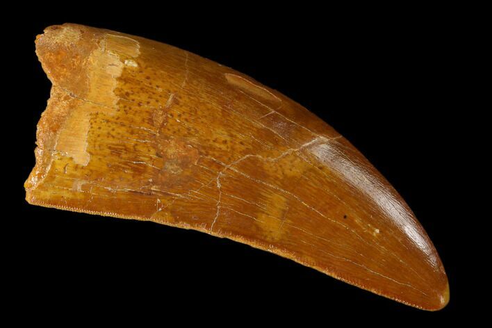 Serrated Carcharodontosaurus Tooth - Beautiful Preservation #159452